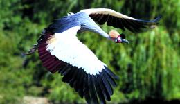 Une grue royale du parc des oiseaux afrique plaine africaine