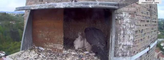 le nichoir et les petits faucons © Capture d'écran