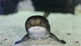 Un bébé requin léopard vient de naître.