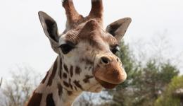 Un girafe du Pal, dans l'Allier.