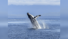 un pêcheur avalé par une baleine !