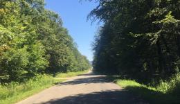 La forêt de Seillon dans l'Ain