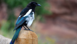 Var : mobilisation sur Internet pour sauver une pie