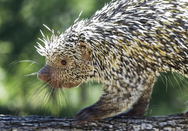 Un coendou adulte © Parc animalier d'Auvergne