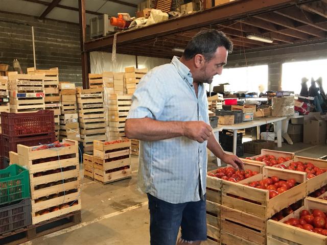 Les tomates prêtes à être livrées. © Radio Scoop