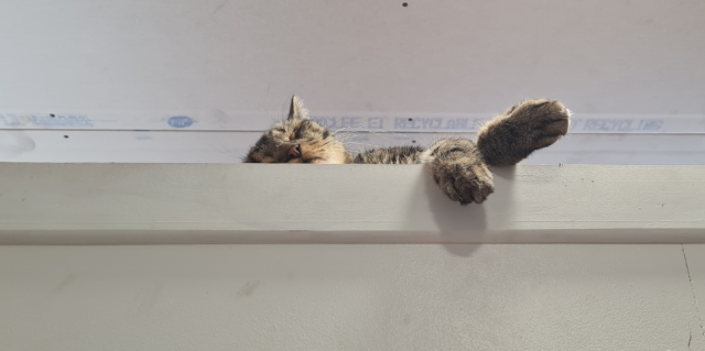 Les chats peuvent dormir 16 heures sur 24. © Radio Scoop