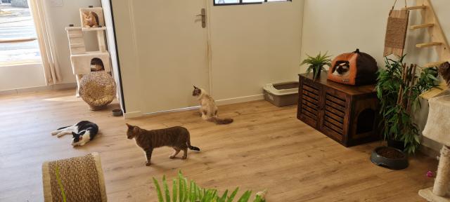 La maison des ronrons, à Lyon 8e. © Radio Scoop