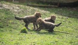 Les trois bébés guépards du Safari de Peaugres.