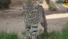 Un lynx pour la première fois à Saint-Martin-la-Plaine.