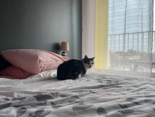 Garfield dans son nouveau foyer