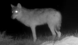 Photo d'un loup à Morey