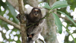 Douze ouistitis disparaissent dans la nature après une intrusion dans un laboratoire