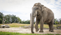 L'éléphant Upali au PAL dans l'Allier