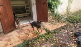 Les gendarmes de Laragne-Montéglin ont sauvé quatre chiens malinois, livrés à eux-mêmes, découverts dans un squat abandonné