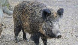 Un sanglier abattu à Saint-Ãtienne