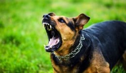 Attaque de chien à Lyon : six blessés près de Perrace