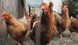 Une poule a provoqué un accident dans le Rhône, mais sans faire de blessés