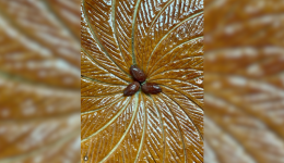 La galette des rois de la boulangerie Romane à Lyon