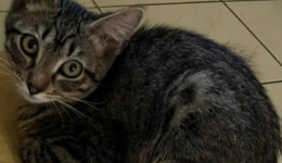 Le petit chat Athos doit se faire opérer, une cagnotte est lancé pour le sauver