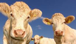 La vache avait pris la fuite près de l'abattoir de Roanne, le 15 janvier 2026