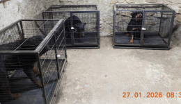 Des chiens et des chiots sauvés d'un trafic international par les gendarmes du Rhône