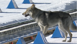 Un chien-loup s'invite dans une épreuve des JO d'hiver de Milan-Cortina.