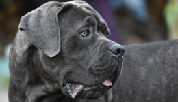 Le chien qui s'en est violemment pris à son maître est un Cane Corso