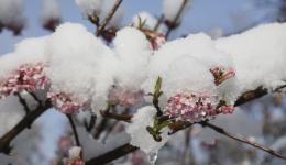 de la neige sur un cerisier en fleurs