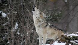 Un chien aurait attaqué par un loup, l'animal a été blessé au sud de Lyon