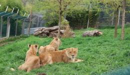 Le refuge Tonga Terre d'Accueil a accueilli quatre nouvelle lionnes, récupérées d'un cirque