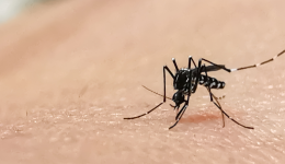 D'après l'Agence Régionale de Santé (ARS), 80% des habitants de la région sont exposés au moustique tigre.