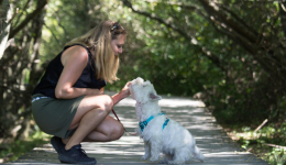 Les épillets, un vrai danger pour les animaux de compagnie