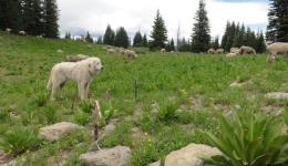 Les chiens de protection de troupeau sont de retour en montagne
