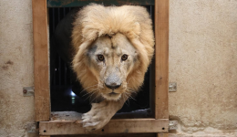 Le lion Nico a été recueilli par l'association Tonga Terre d'Accueil, à Saint-Martin-la-Plaine (Loire)