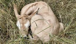 Un jeune mâle oryx algazelle est né au sein du PAL dans l'Allier