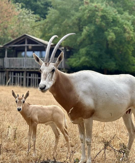 Le jeune oryx algazelle et sa maman Fiona © Le PAL