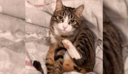 Le chat Loki retrouvé un an après sa disparition dans le Cantal