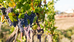 Le coup d'envoi des vendanges dans le Beaujolais a été donné le 13 août 2026.