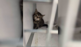 Coincé dans le moteur d'une voiture, un chaton a pu être secouru à Moulins, dans l'Allier.