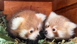Deux pandas roux sont nés en juin 2026 au Safari de Peaugres