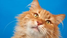 Alors qu'il avait perdu son chat sur une aire d'autoroute près de Narbonne, un Lyonnais a pu le retrouver trois mois plus tard.