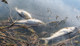 Plusieurs espèces ont été touchées, dont des sandres, des perches, des carpes, des goujons ou encore des poissons-chats