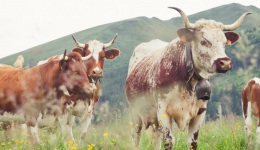 La ferrandaise sera à l'honneur lors du Salon international de l'agriculture 2027