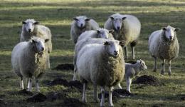 Le père dâun éleveur sâest rendu, mardi 13 octobre, dans un pré de Saint-André-de-Corcy pour sâoccuper des moutons de son fils