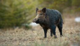 Un sanglier