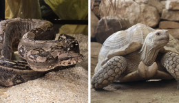Un boa constrictor a récemment été abandonné à Lyon, alors que des tortues ont été saisies dans la région