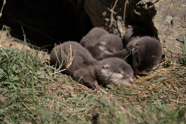 Quatre bébés loutres naines d'Asie au parc animalier d'Auvergne