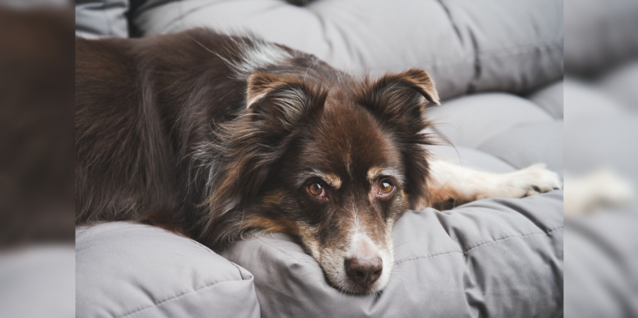 Cychiens Quel est le chien préféré des Français ? - Radio SCOOP