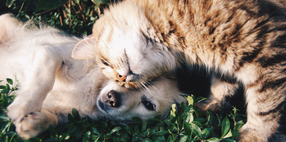 Comment vivre le confinement au mieux avec son animal de