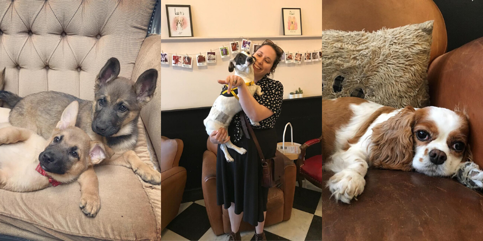 Ce café propose aux clients d'adopter des chiens